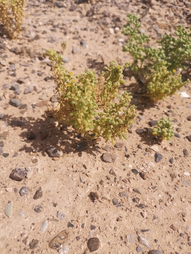 simple-leaved bean caper
