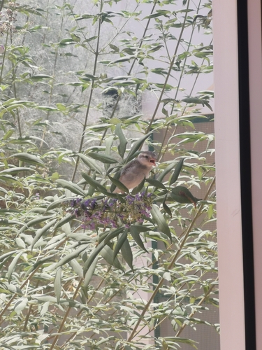 House Sparrow
