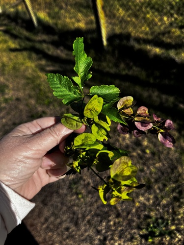 Urvillea uniloba