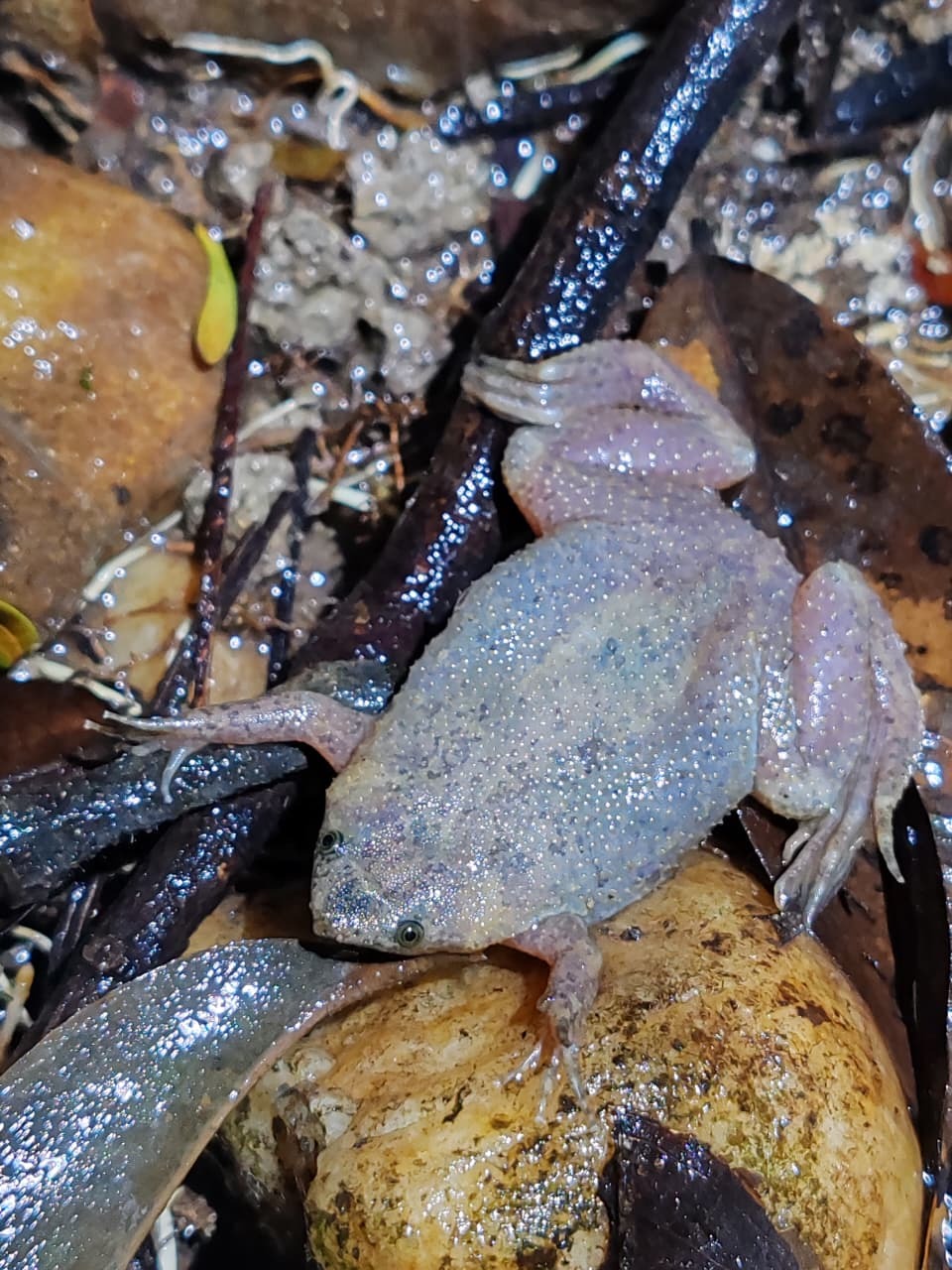 Albina Surinam Toad photo 2