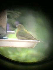 Passerina ciris image