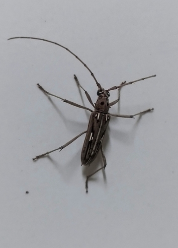 Coeleburia stigma