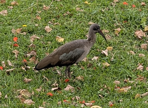 Hadada Ibis