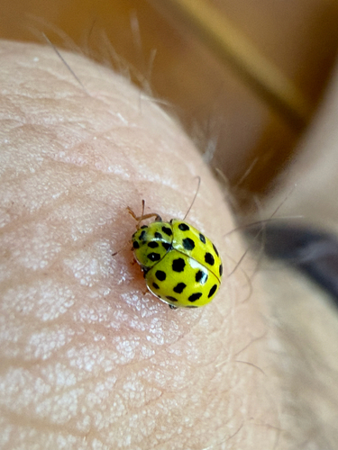 22-spot Ladybird