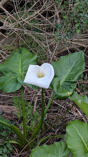 calla lily