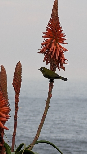 Cape White-eye