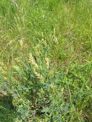 Astragalus asper, photograph 4