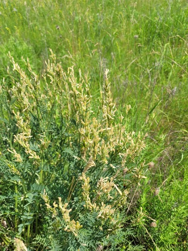 Astragalus asper, photograph 5