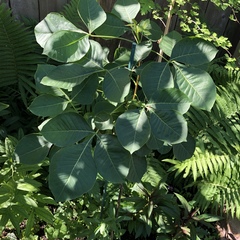 Ptelea trifoliata mollis