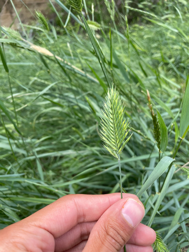 Crested Wheatgrass