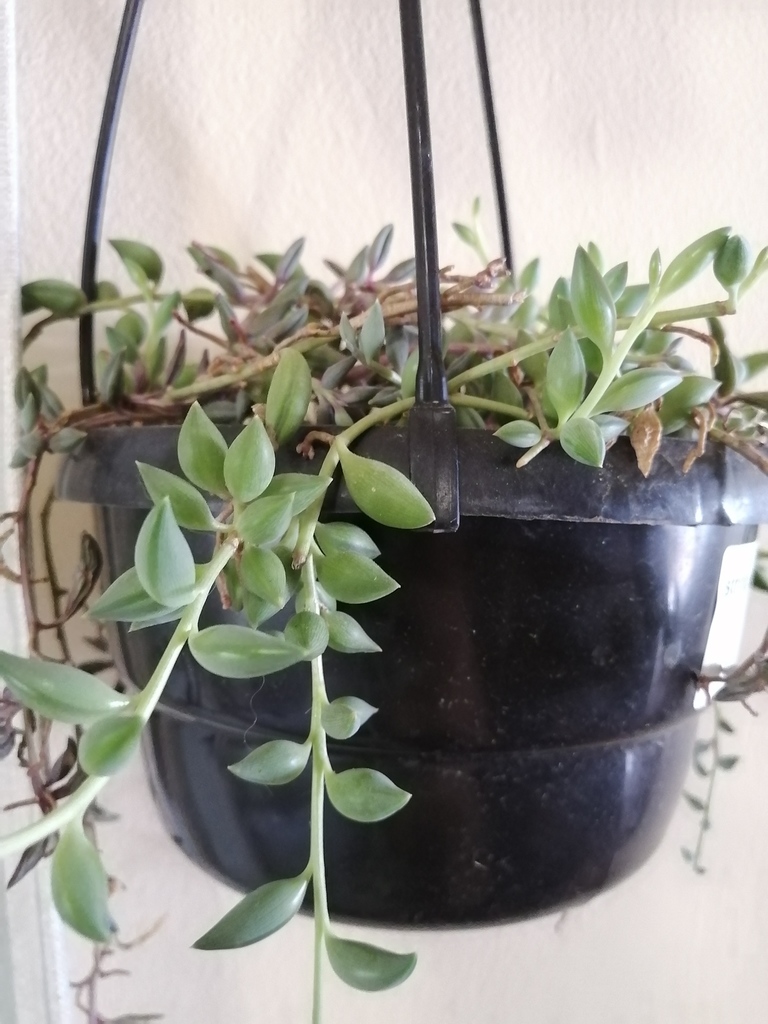 Senecio rowleyanus 'Purple Flush' 3