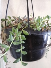 Curio rowleyanus