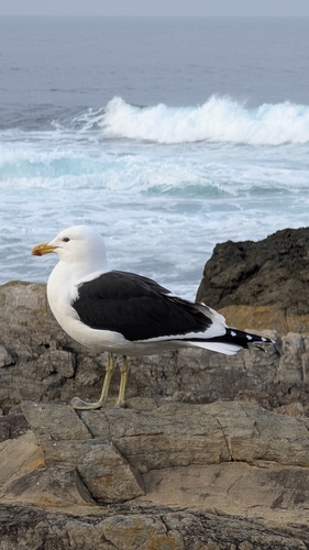 Kelp Gull