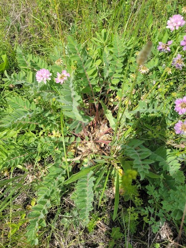 Astragalus exscapus, photograph 3