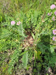 Astragalus exscapus, photograph (c) Dmitriy Bochkov, some rights reserved (CC BY)