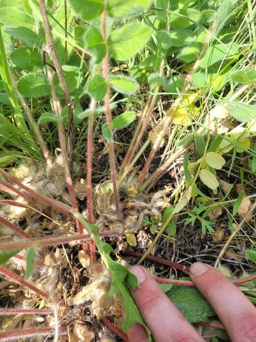 Astragalus exscapus, photograph 4