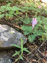 Dicentra pauciflora