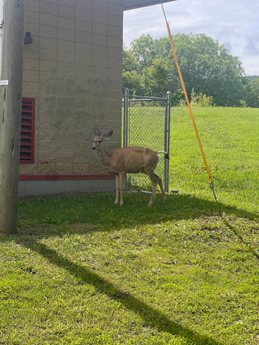 Mule Deer