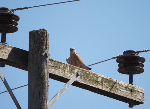 Lesser Kestrel