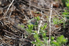 Pseudophilotes vicrama