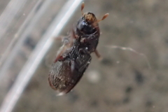 Scolytus