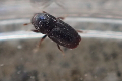 Scolytus