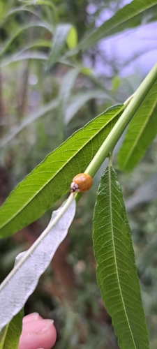Asiatischer Marienkäfer