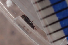 Scolytus