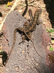 Anolis sagrei
