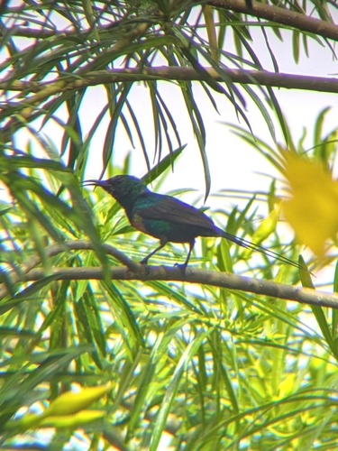 Beautiful Sunbird