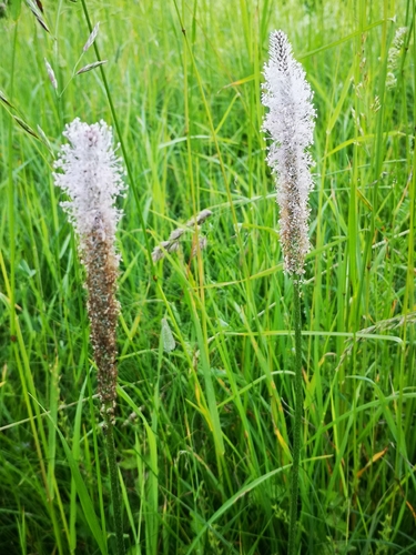 Plaukuotasis gyslotis