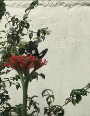 Heraclides torquatus