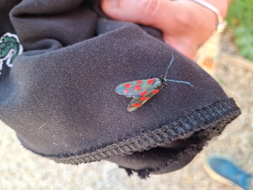Six-spot Burnet