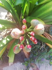 Clivia miniata miniata