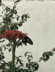 Heraclides torquatus