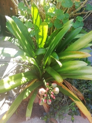 Clivia miniata miniata