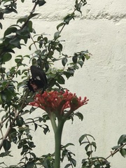 Heraclides torquatus