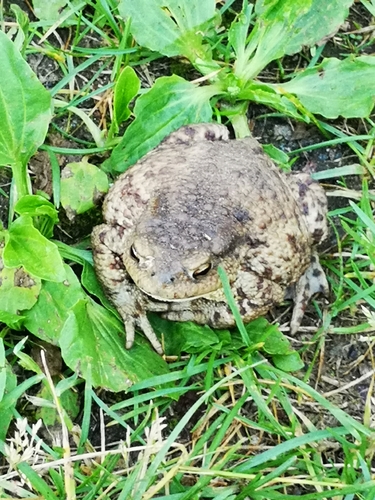 Pilkoji rupūžė