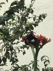 Heraclides torquatus