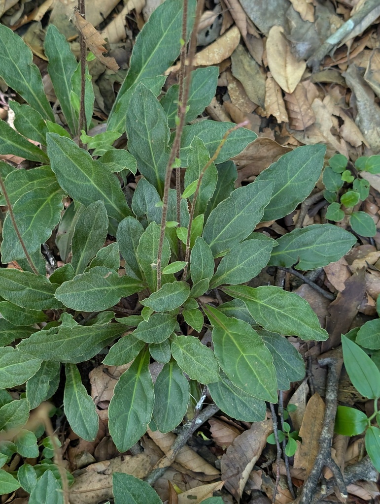 Ainsliaea spicata (Ainsliaea spicata)