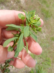 Euphorbia spathulata