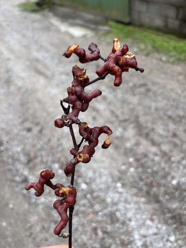 Hovenia dulcis, photograph 1