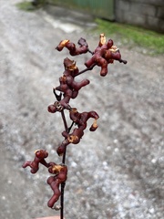 author not stated, no rights reserved Hovenia dulcis, photograph author not stated, no rights reserved