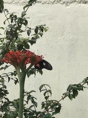 Heraclides torquatus