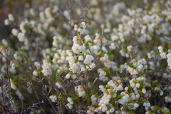 Erica subdivaricata