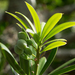 Podocarpus latifolius - Photo (c) dianastromberg, algunos derechos reservados (CC BY-NC)