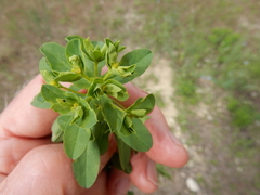 Euphorbia spathulata