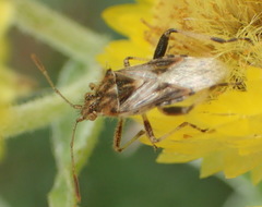 Stictopleurus scutellaris