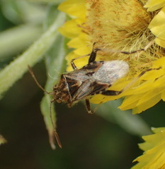 Stictopleurus scutellaris