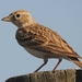 Greater Short-toed Lark - Photo (c) Isidro Vila Verde, some rights reserved (CC BY-NC)